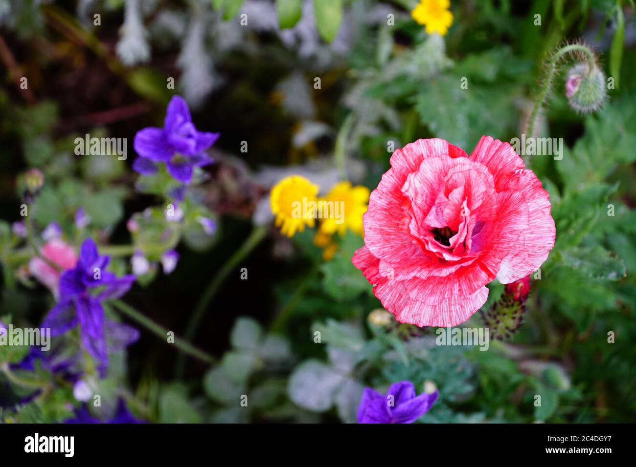 Colorful flowers in a garden Stock Photo - Alamy