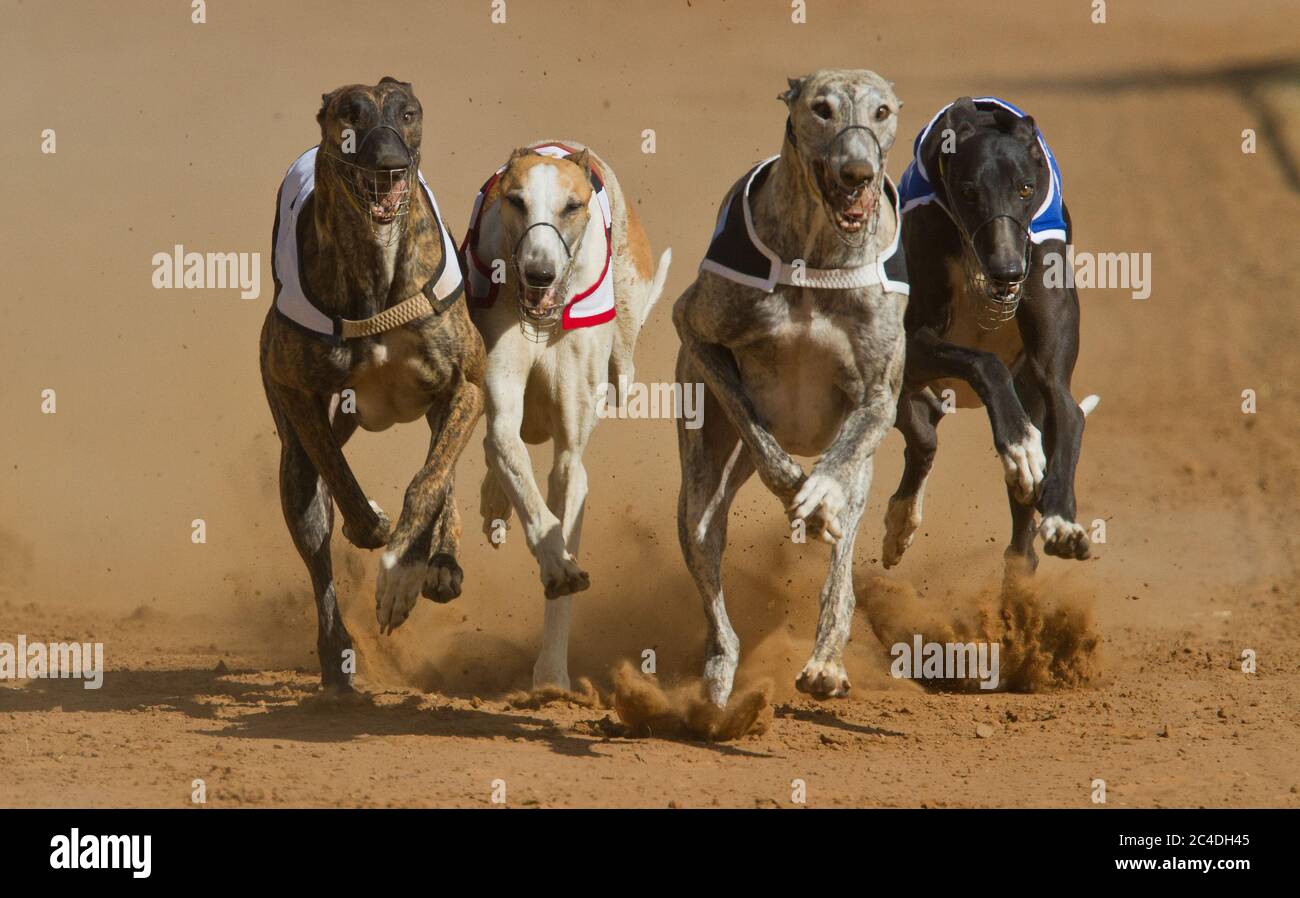greyhound running racing Stock Photo - Alamy