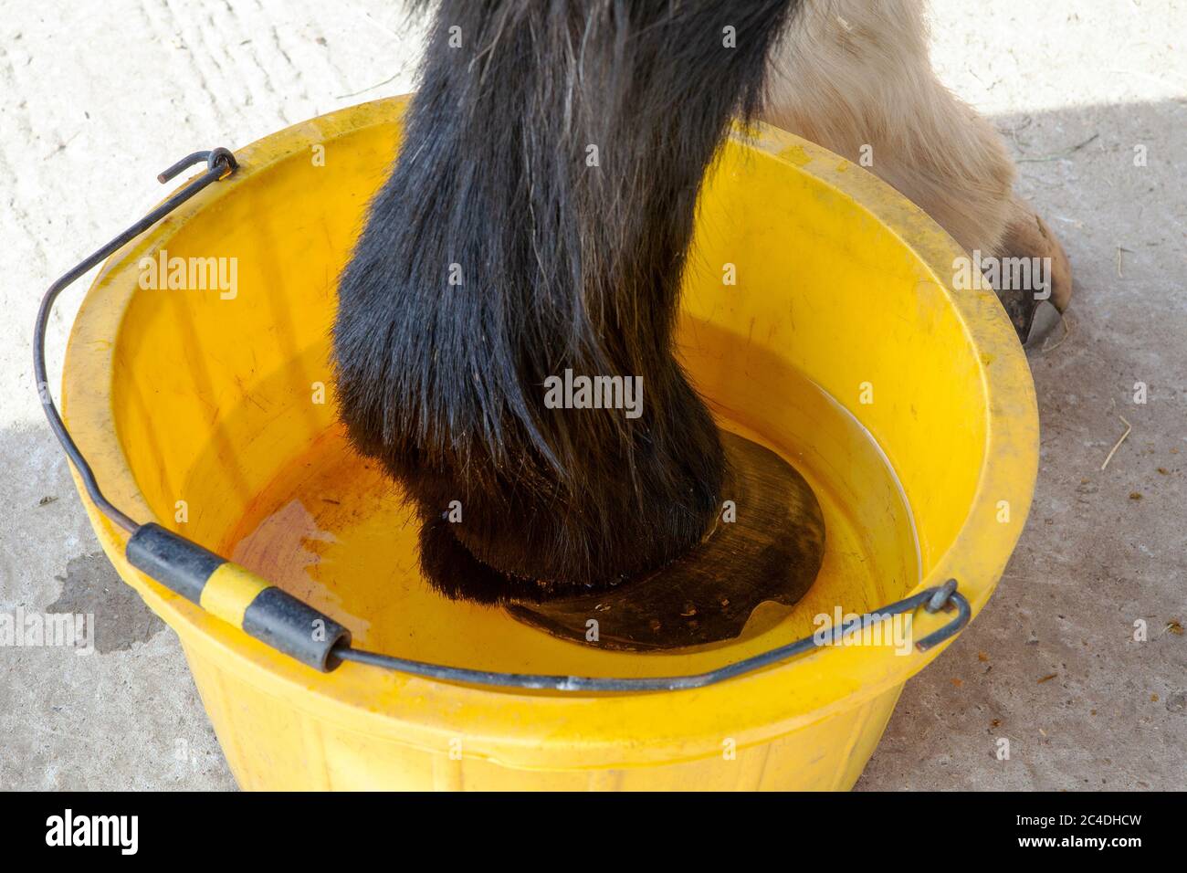 Tubbing a horse's foot.  Horse with a foot abscess in a bucket of warm water and Epsom salts, to help draw the pus from the foot. Stock Photo