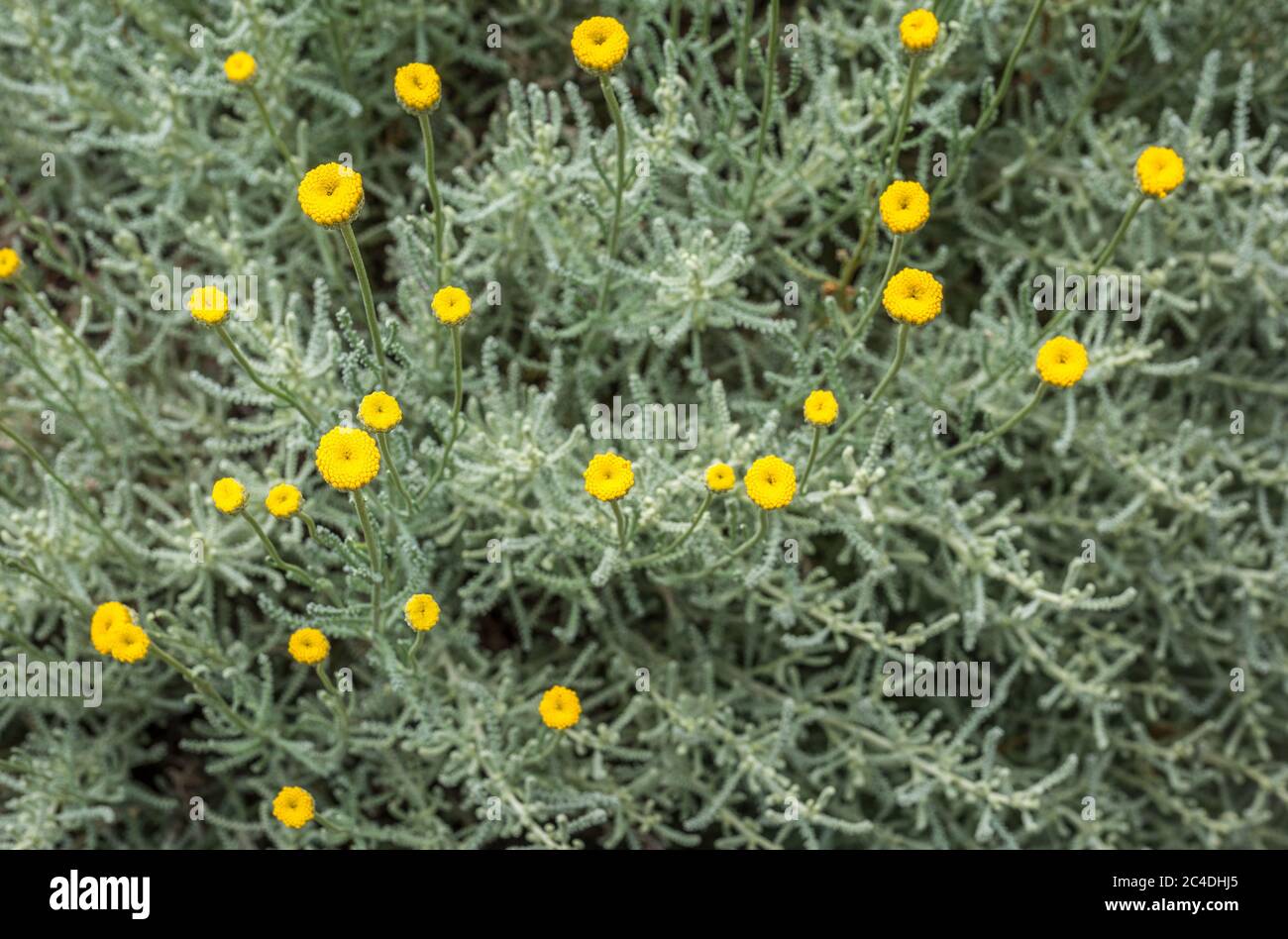 Cotton lavender, Santolina chamaecyparissus, flowering. Stock Photo