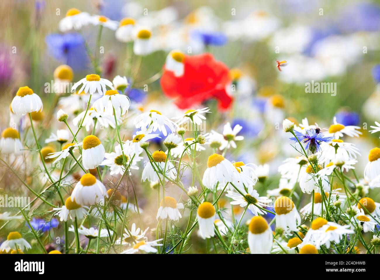 Abundance of Wild Flowers on a Meadow. Stock Photo