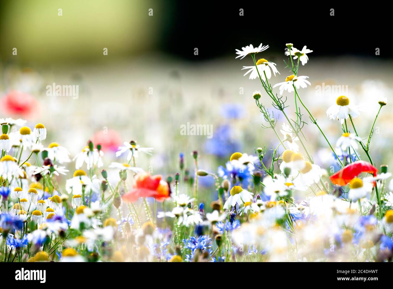 Abundance of Wild Flowers on a Meadow. Stock Photo