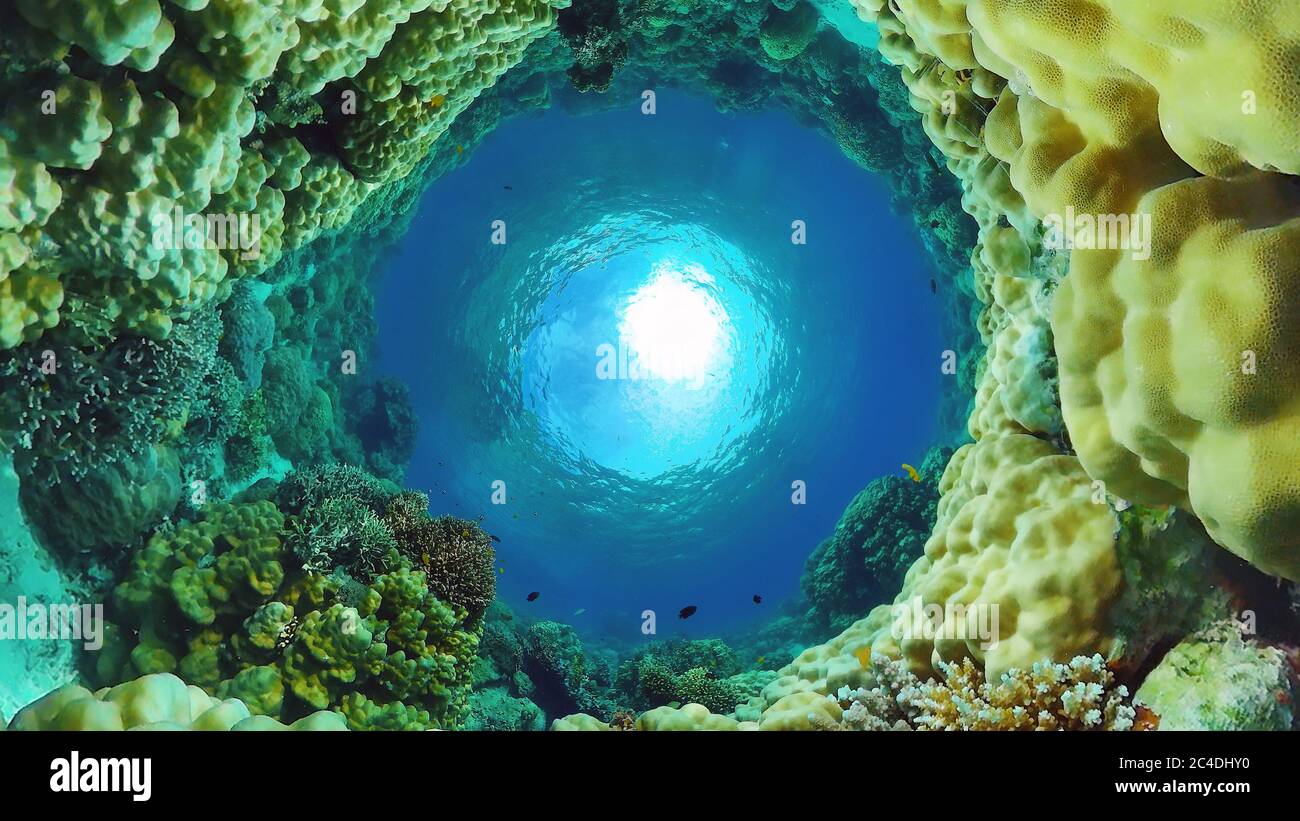 Underwater fish reef marine. Tropical colorful underwater seascape with ...