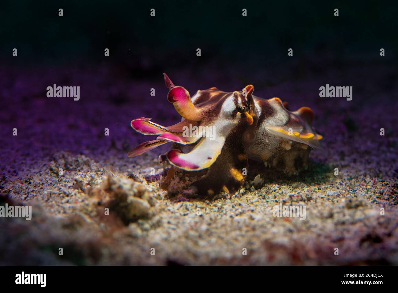 Flamboyant High Resolution Stock Photography And Images Alamy