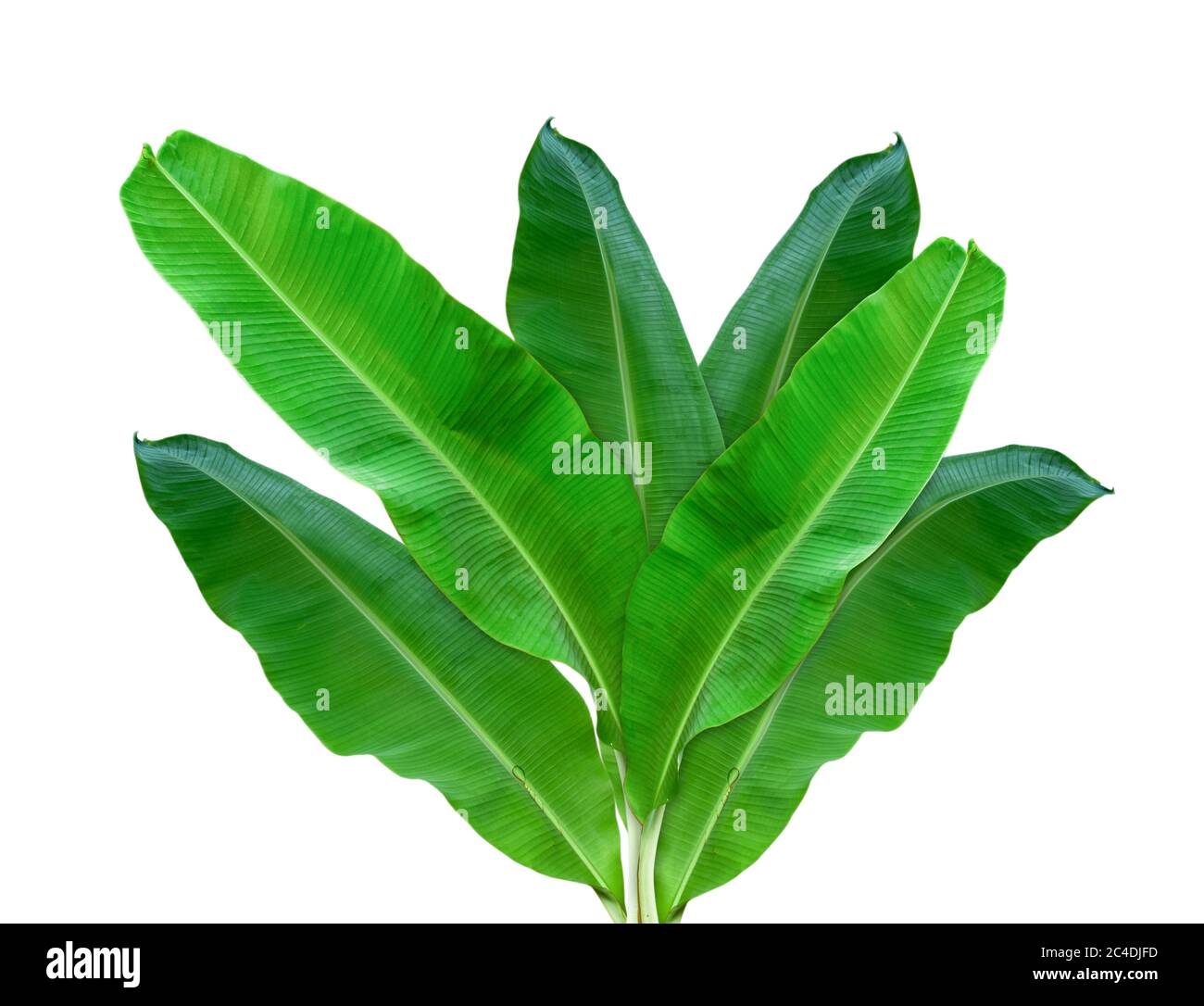 banana leaf leaf isolated on a white background, including clipping paths.  HD Image and Large Resolution. can be used as wallpaper Stock Photo - Alamy
