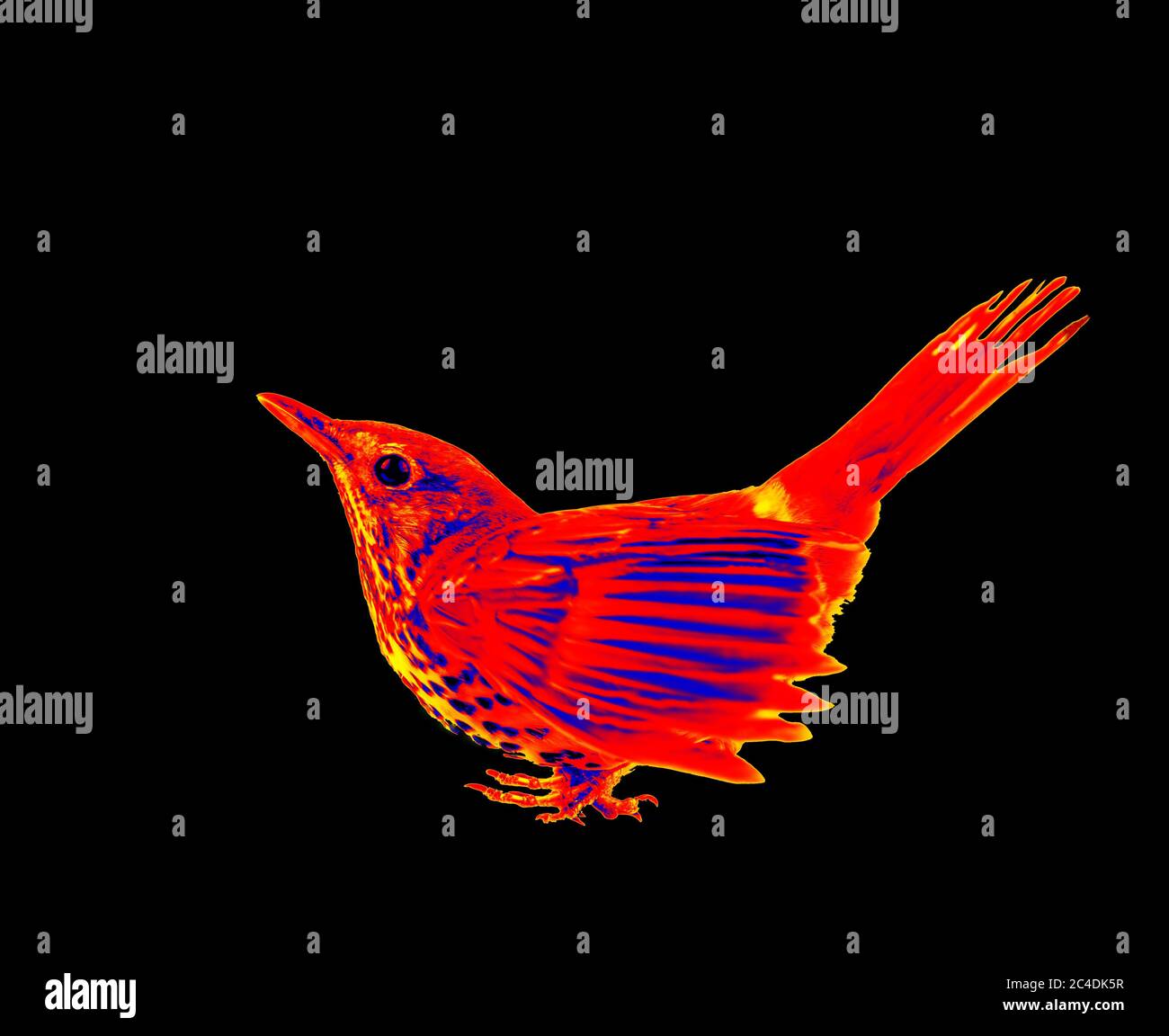Bird thrush in scientific hightech thermal imager on black background
