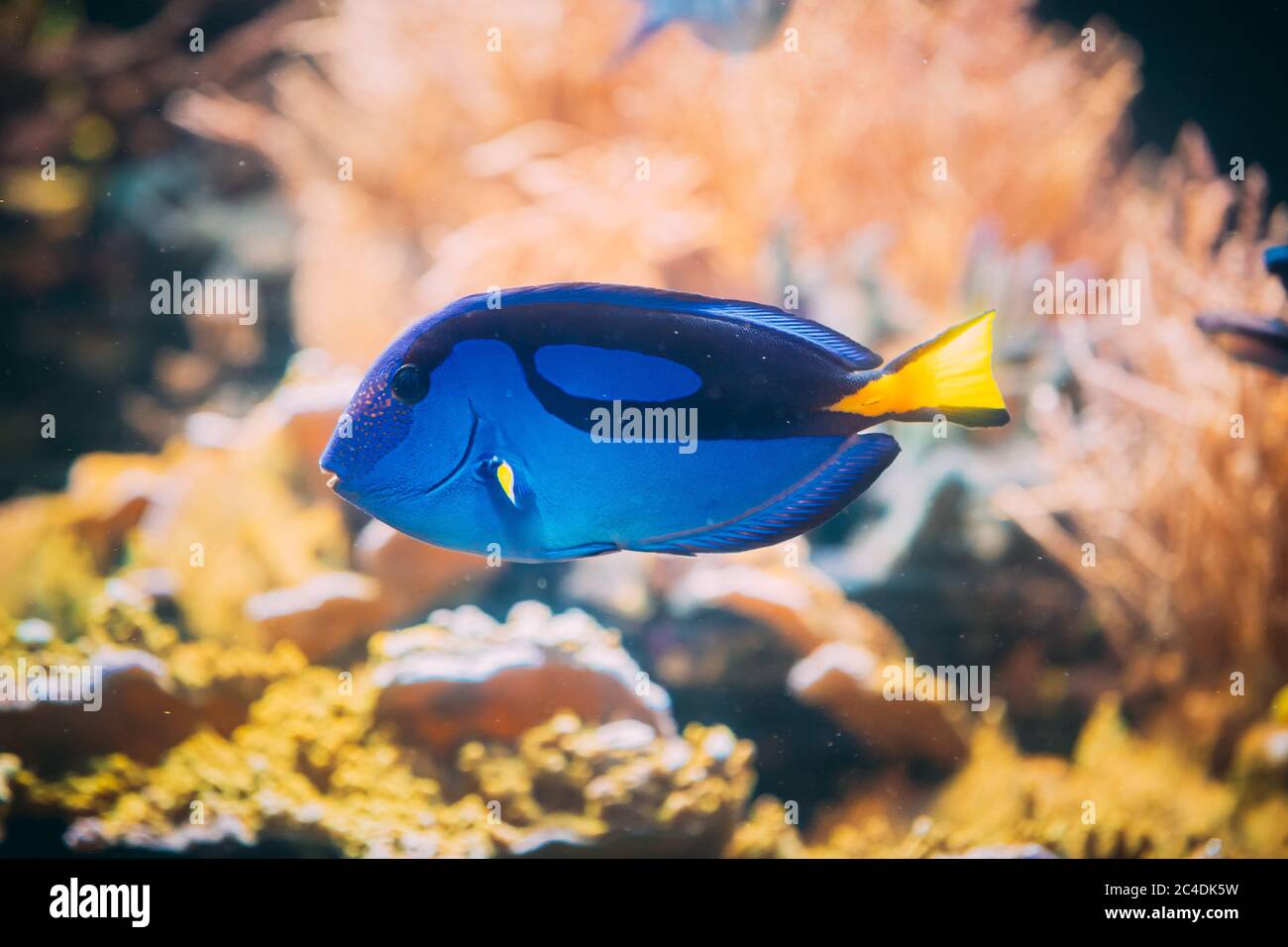 Blue Tang Fish Paracanthurus Hepatus Swimming In Water. Popular Fish In Marine Aquarium, Needs A Large Coral Aquarium To Be Able To Live In Captivity Stock Photo