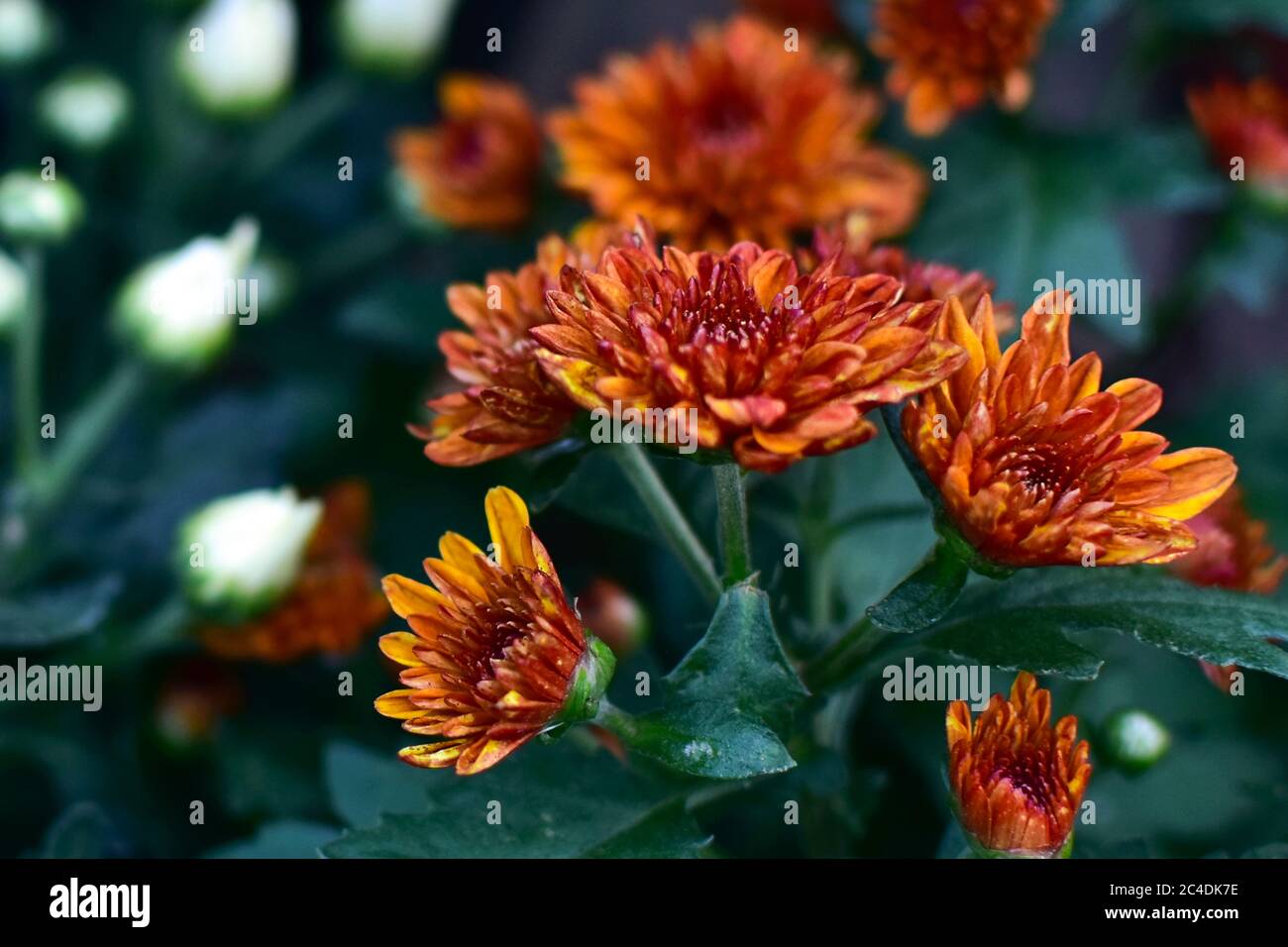 red chrysanthemum flower close-up, abstract background, HD Image and