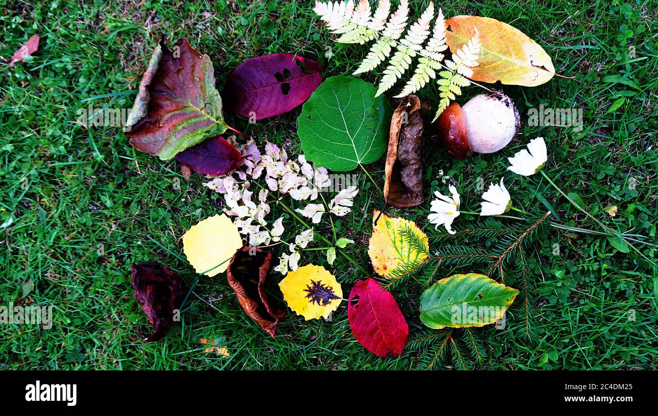 Autumn still-life of their yellow leaves, mushrooms, ferns and last flowers Stock Photo