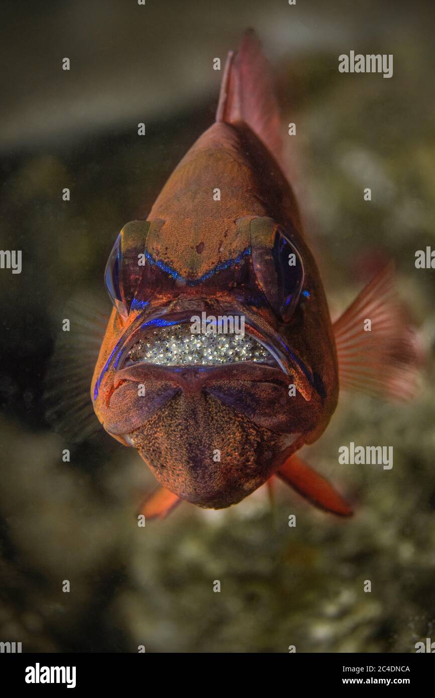 Ringtailed cardinalfish (Ostorhinchus aureus), male protecting and