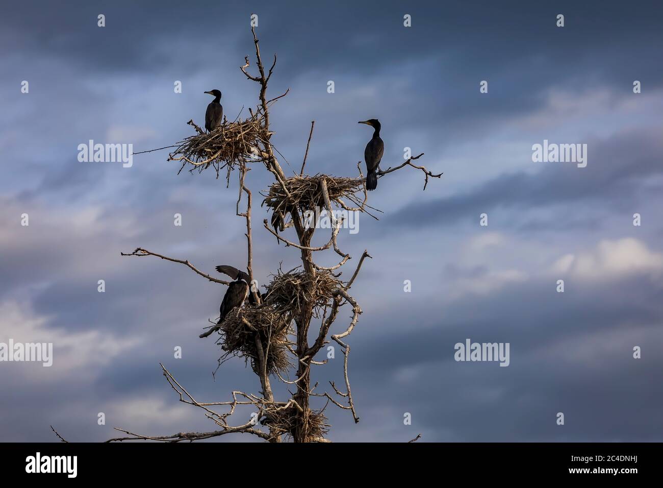 The great cormorants (Phalacrocorax carbo) in Bird sanctuary, on Lake ...