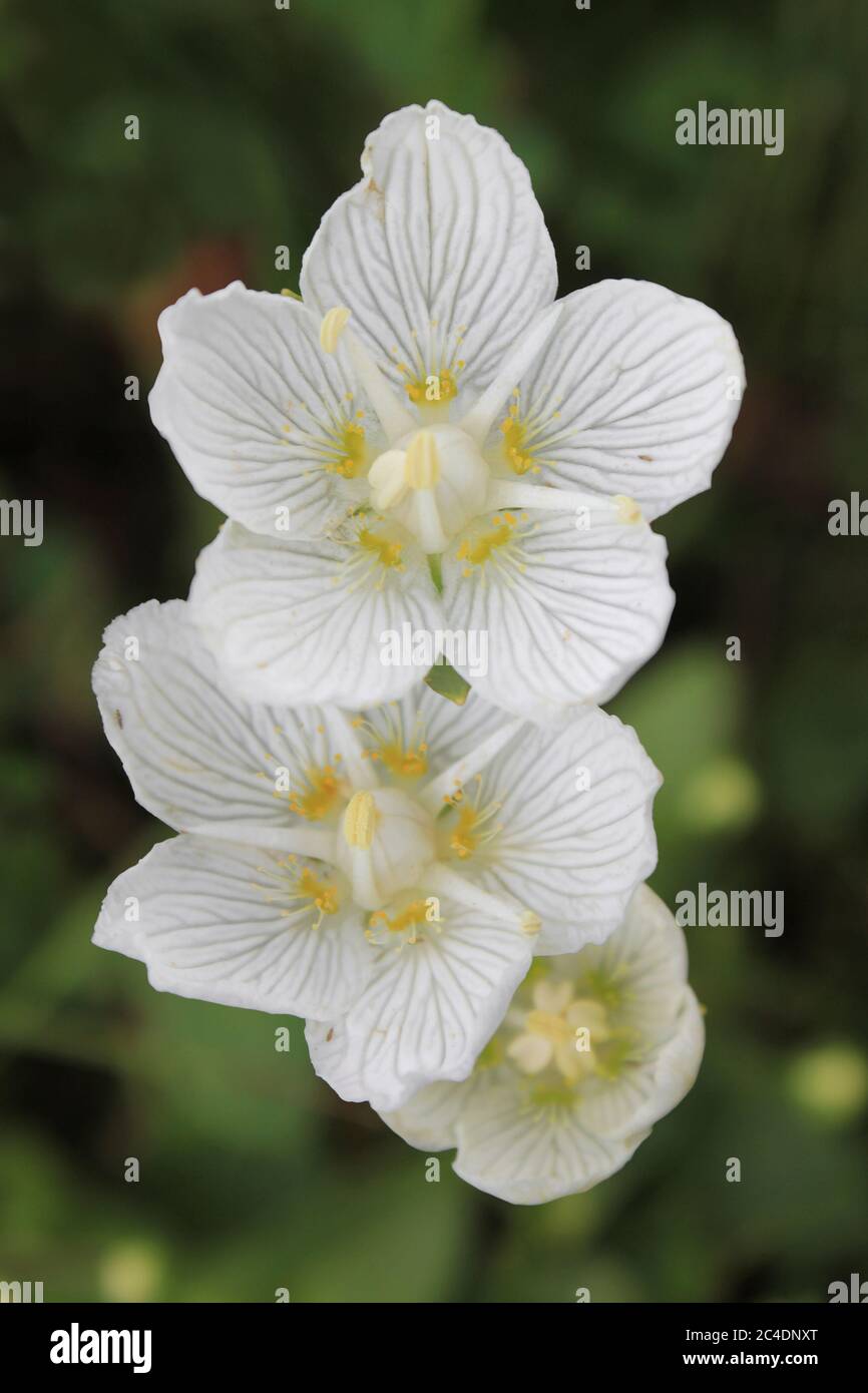 Grass-of-Parnassus Parnassia palustris Stock Photo