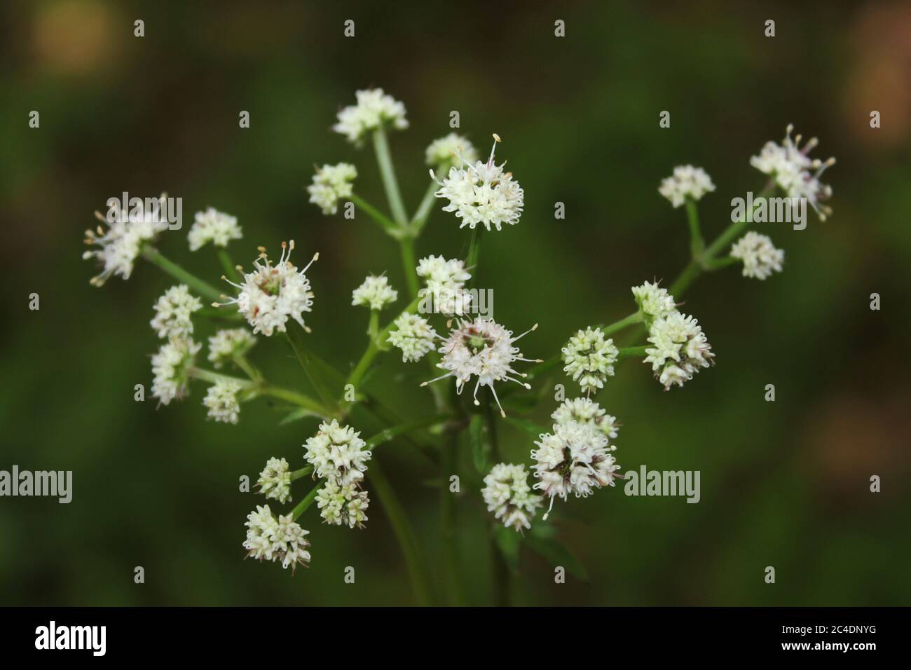 Wood Sanicle - Sanicula europaea Stock Photo