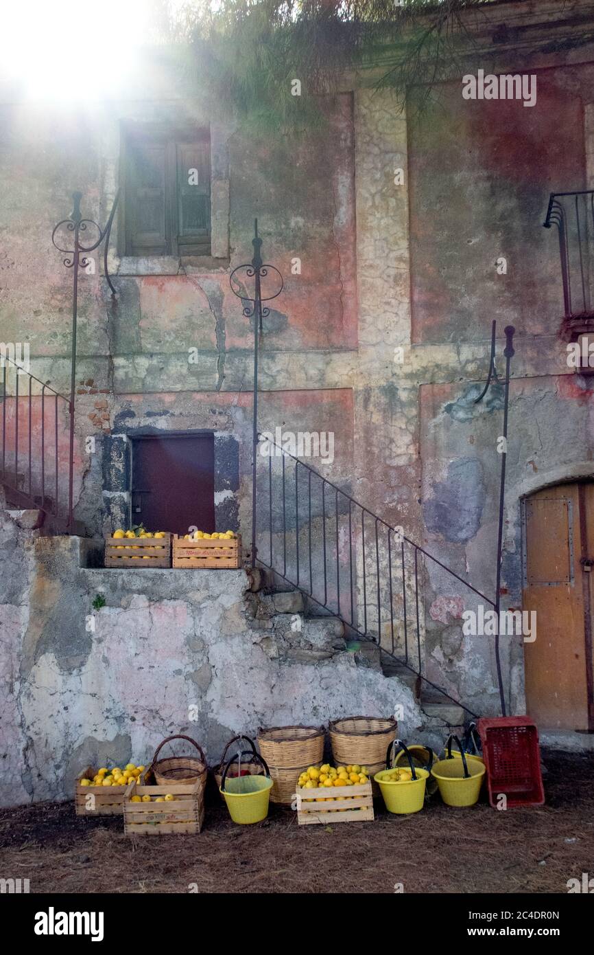 Lemon trees and lemon farm in Sicily Italy Stock Photo
