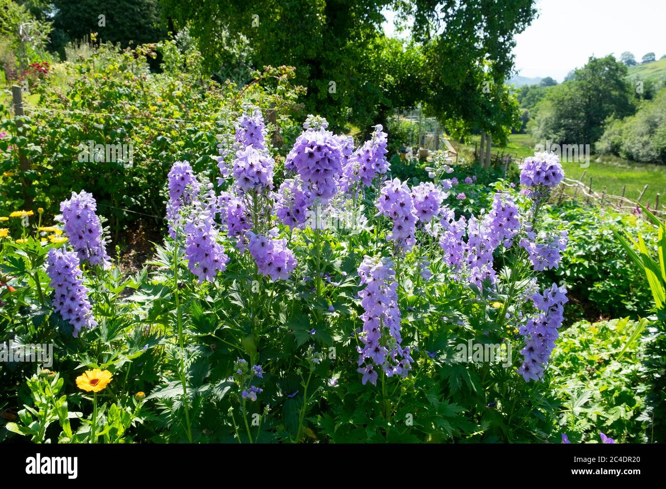 Blue delphiniums in bloom in herbaceous border in sunny summer country garden in June 2020 countryside Carmarthenshire Wales UK KATHY DEWITT Stock Photo