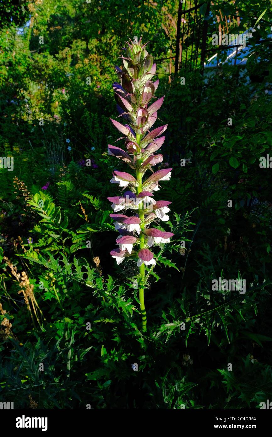 Acanthus spinosus flowers,Bear's Breeches, Sea Dock, Bearsfoot, Oyster plant, herbaceous perennial plant in the Acanthaceae family. the Netherlands Stock Photo