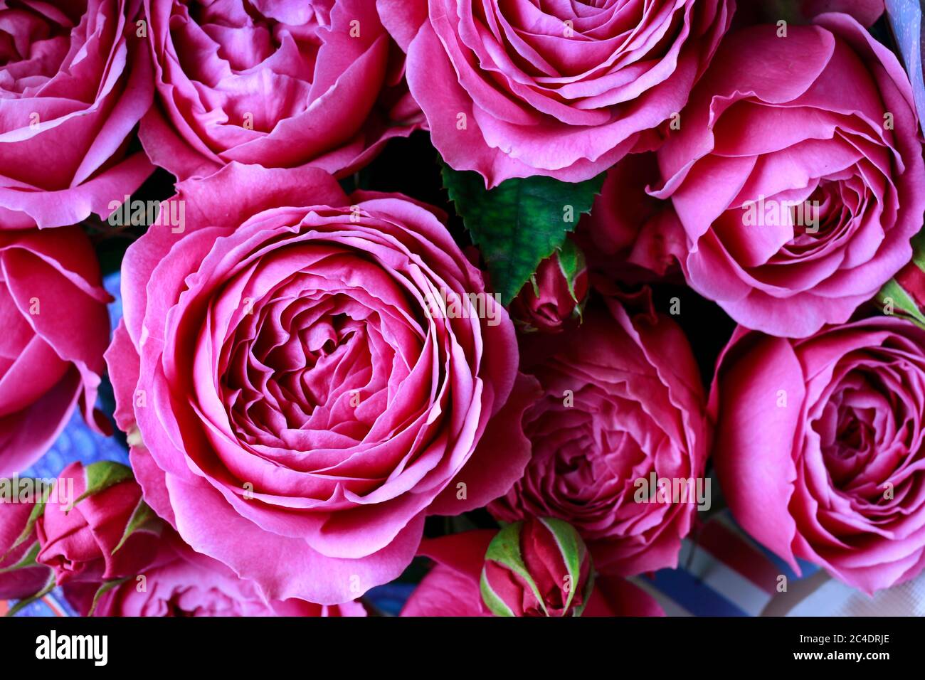 A beautiful pink roses background. Graphic resources Stock Photo - Alamy