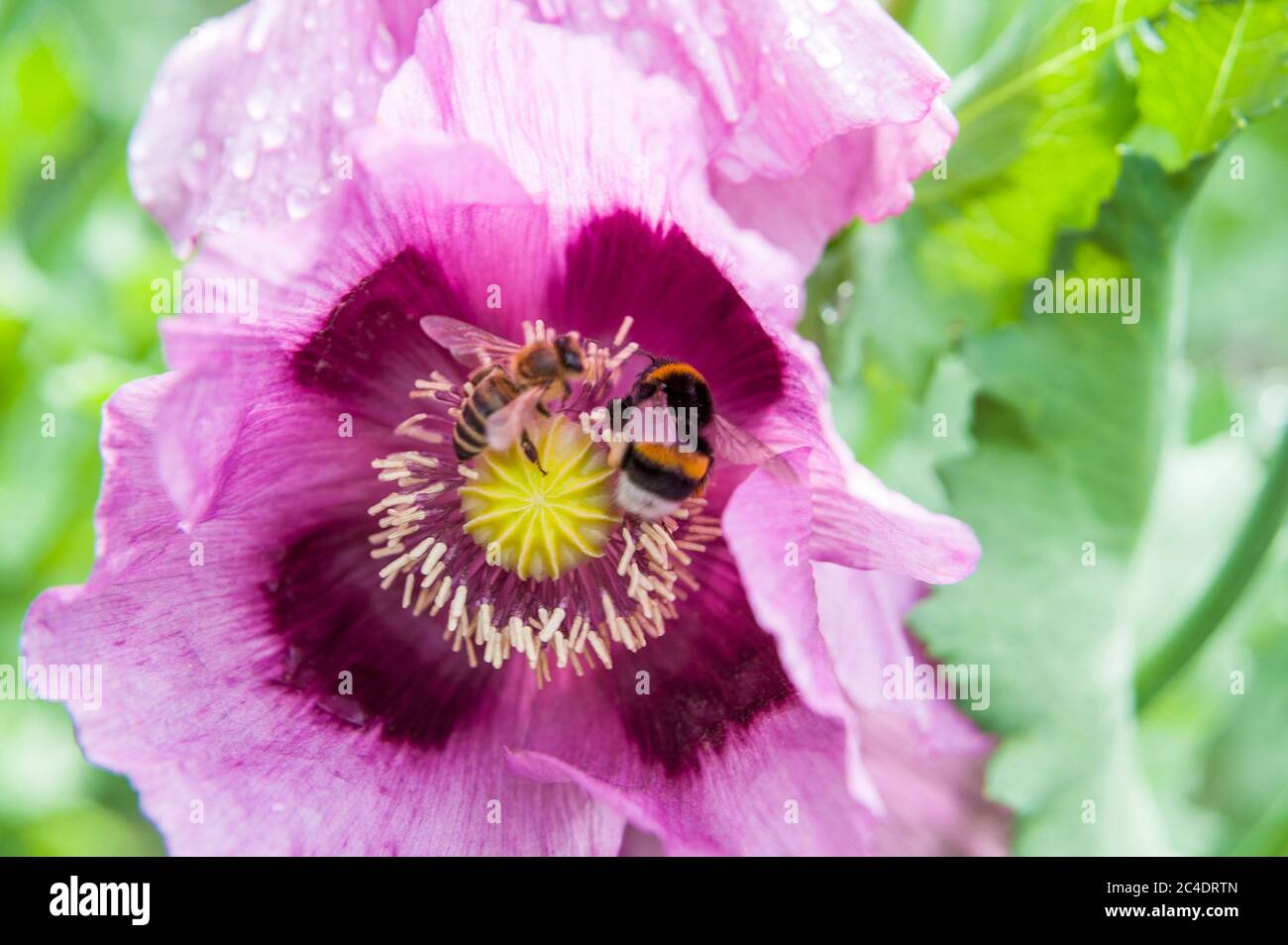 Bees in Poppy Blossoms Stock Photo Alamy