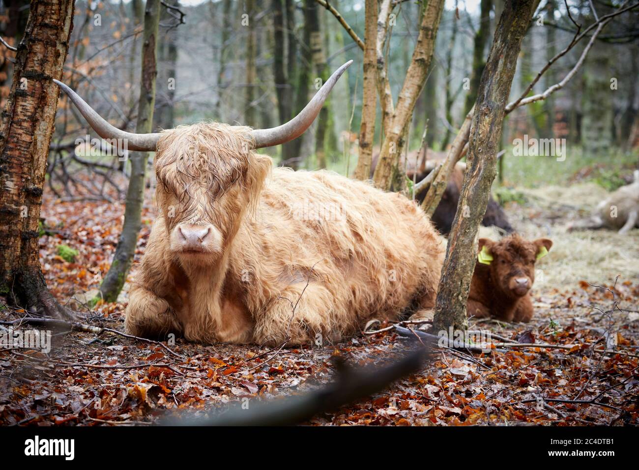 Hairy Cow High Resolution Stock Photography And Images Alamy