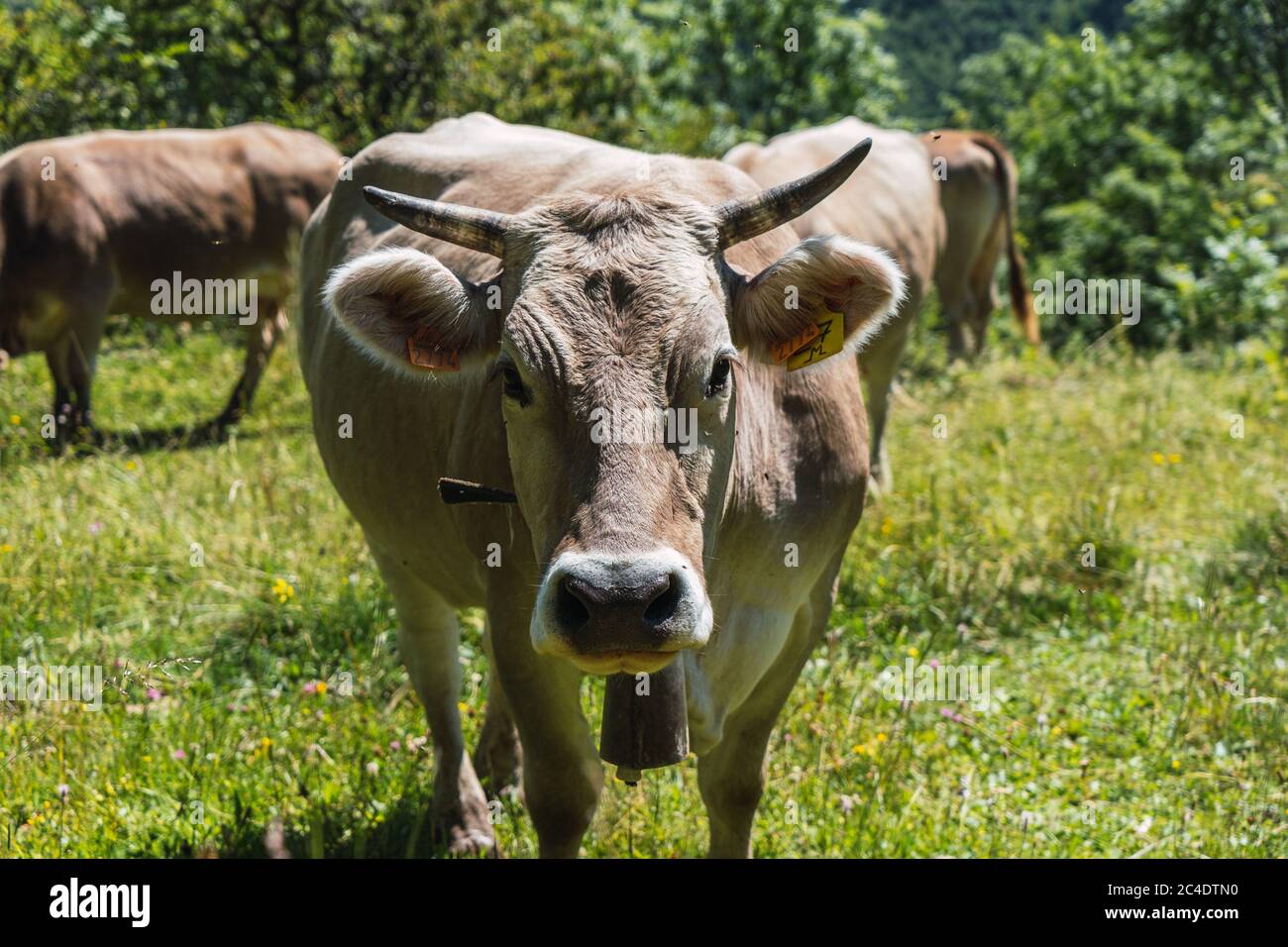 Cow staring intently at the camera while cattle grazing through the Pyrenees mountains Stock Photo