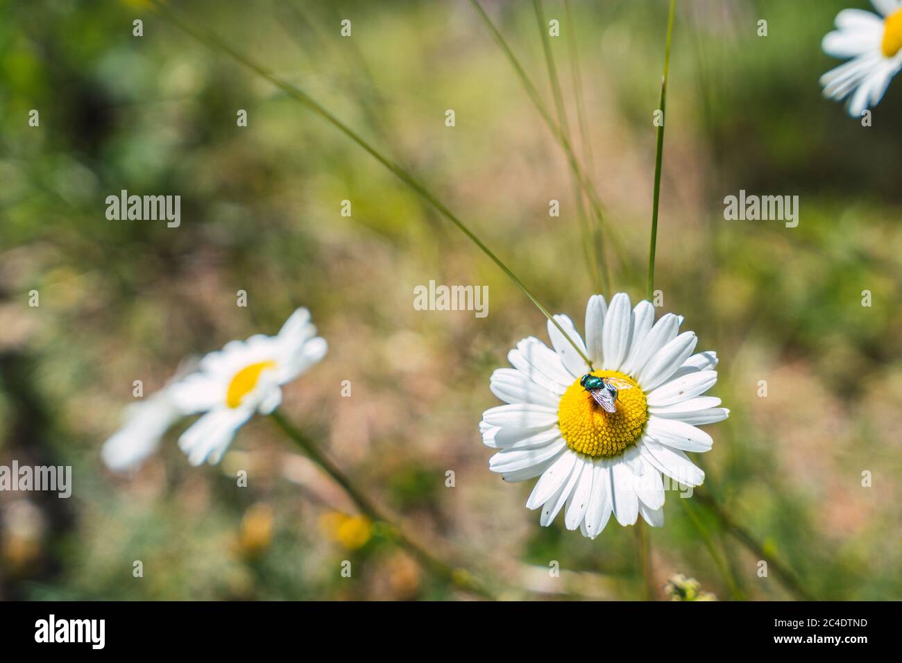 Daisy flower with green fly Phaenicia sericata on a meadow in the Pyrenees mountains Stock Photo
