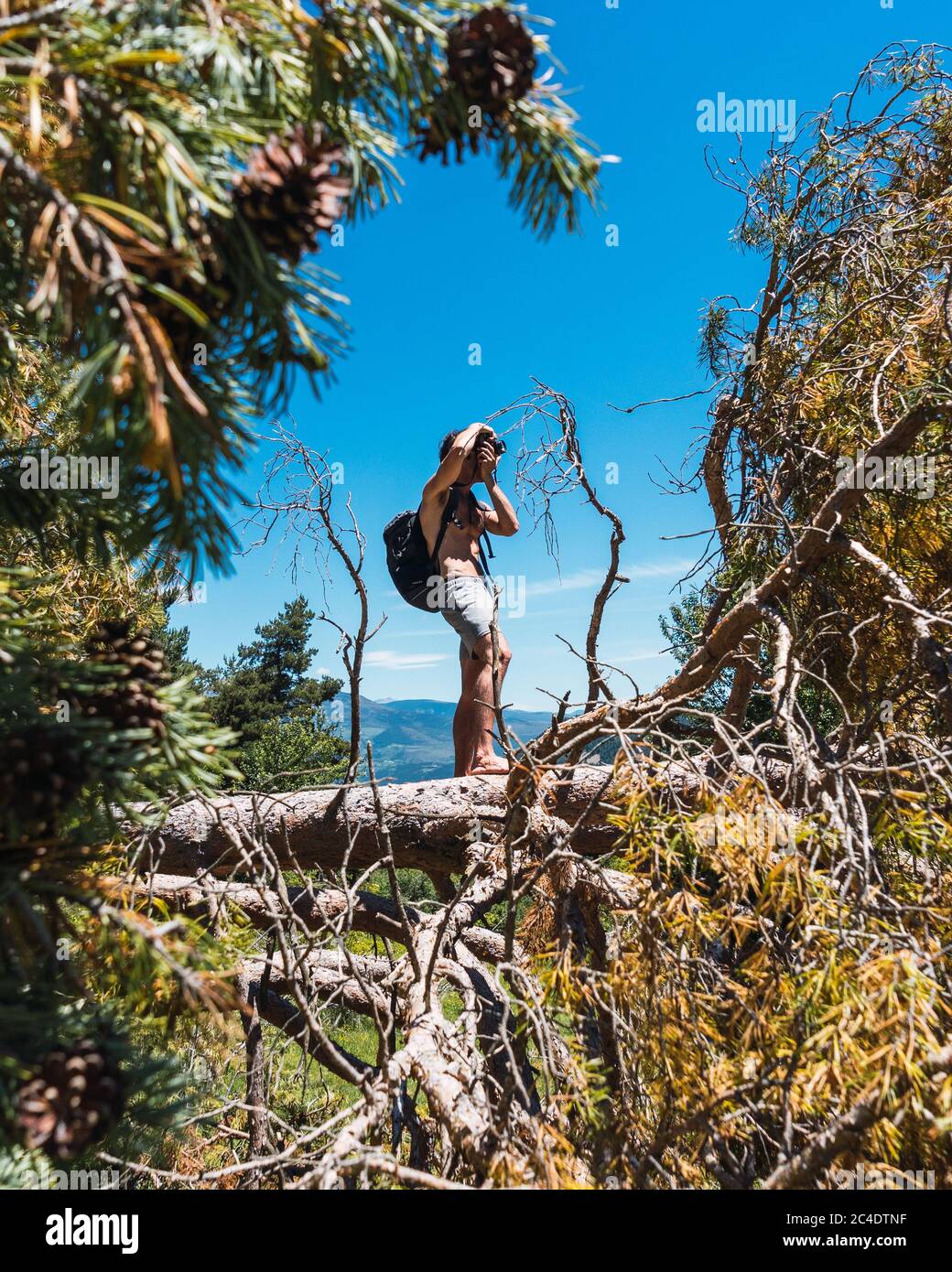 Young male photographer taking pictures of the landscape of the Pyrenees mountains climbed on a tree fallen by storm Gloria Stock Photo