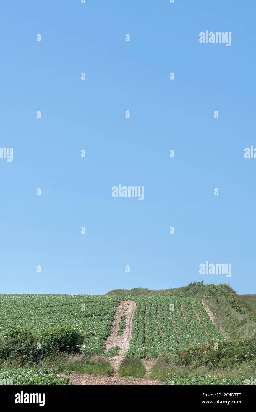 Edge of a potato crop / potato field edge in UK. For UK potato growers, growing potatoes in UK, UK food supply, food crops in UK, potato plants. Stock Photo