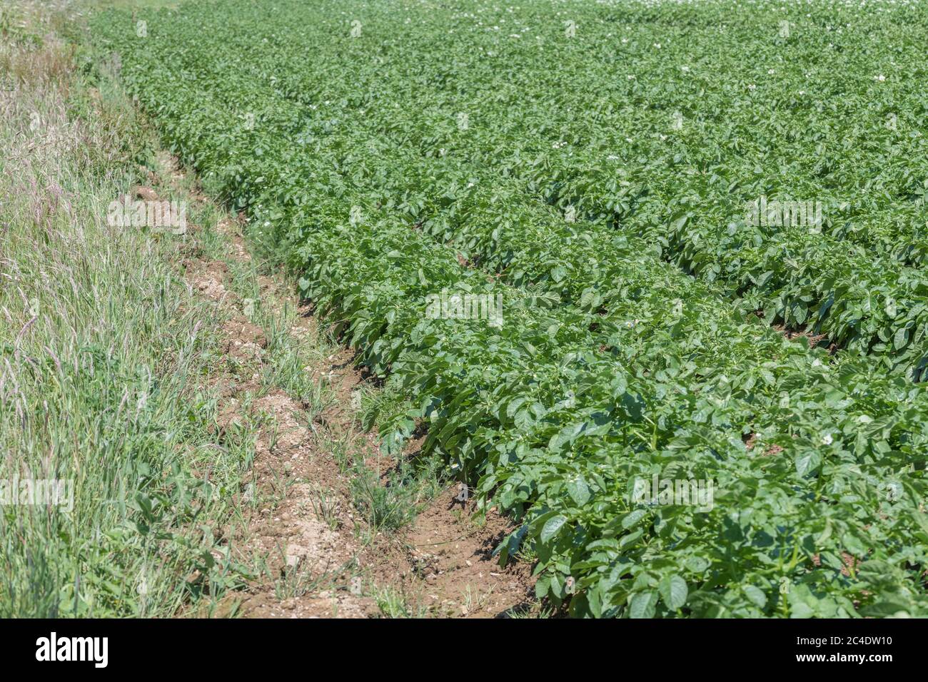 Edge of a potato crop / potato field edge in UK. For UK potato growers