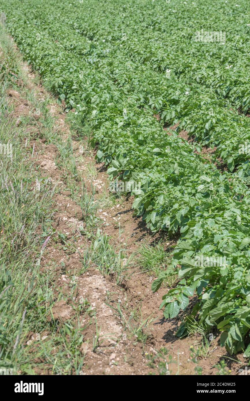 Edge of potato crop / potato field edge in UK. For UK potato growers