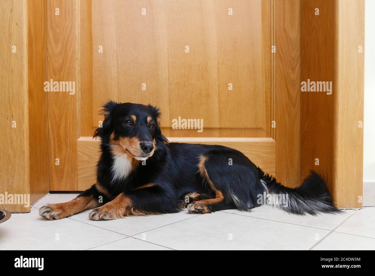 Portrait of young, beautiful black dog. Puppy is waiting at home for his owners. Stock Photo