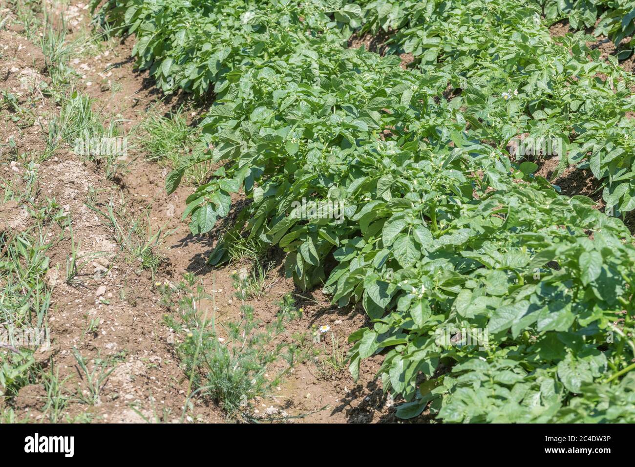 Edge of a potato crop / potato field edge in UK. For UK potato growers