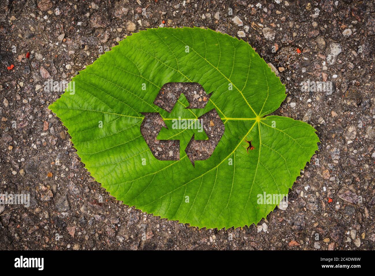Green tree leaf with recycle symbol, lying on dark asphalt Stock Photo ...