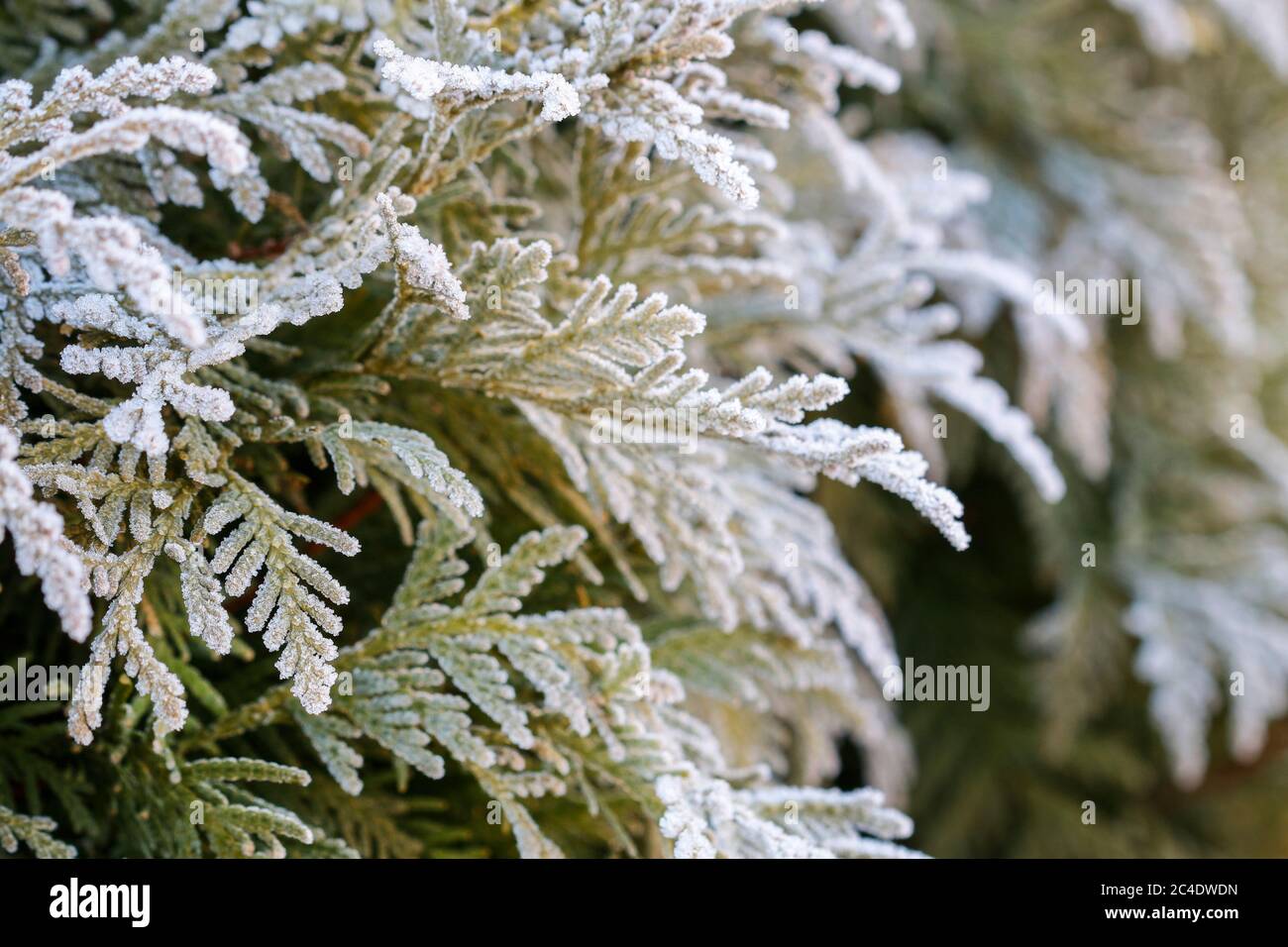Frosted leaves in the garden. Winter morning Stock Photo
