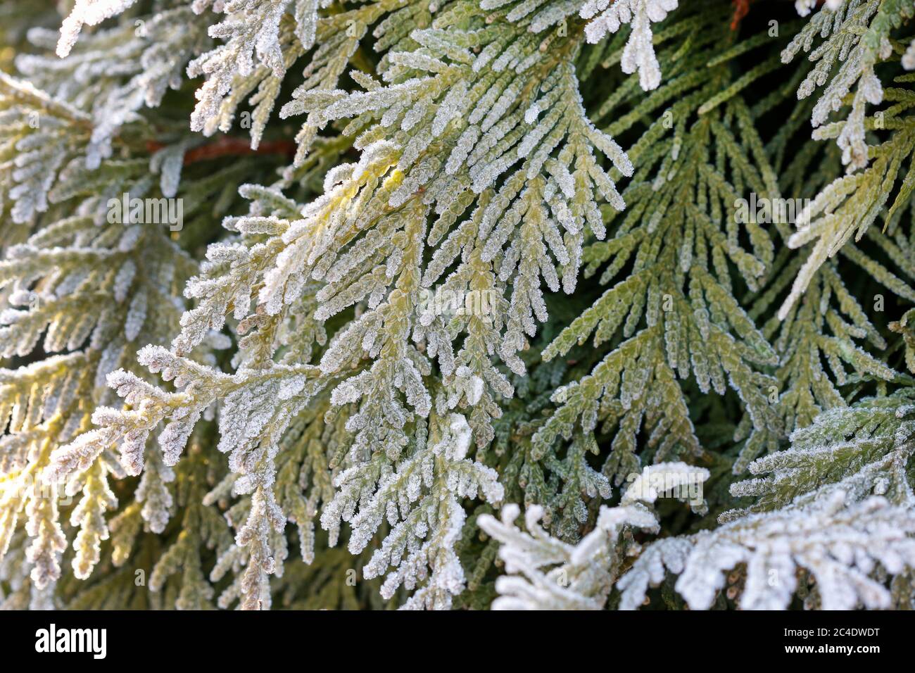 Frosted leaves in the garden. Winter morning Stock Photo