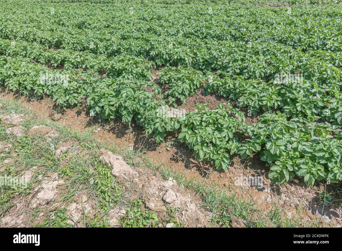 Edge of a potato crop / potato field edge in UK. For UK potato growers