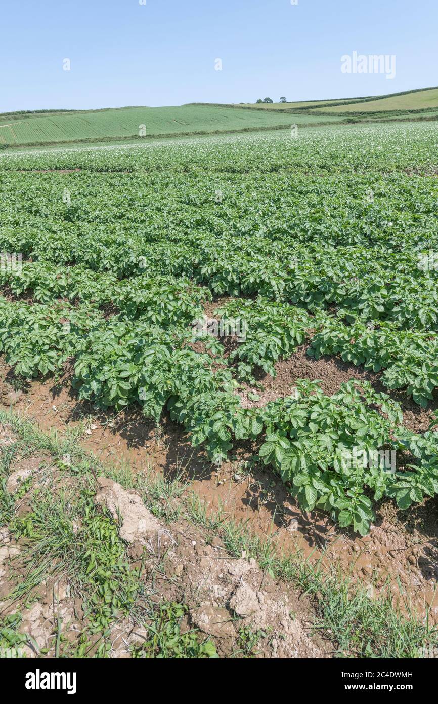 Edge of a potato crop / potato field edge in UK. For UK potato growers