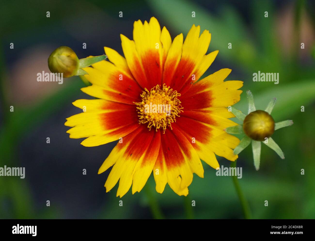 Red cosmos flower hi-res stock photography and images - Alamy