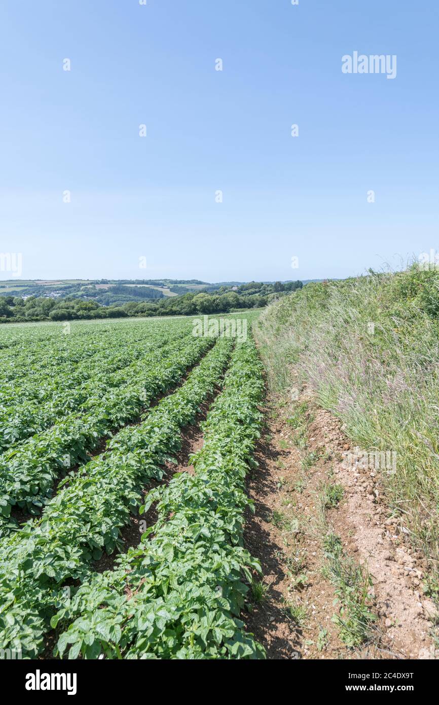 Edge of a potato crop / potato field edge in UK. For UK potato growers