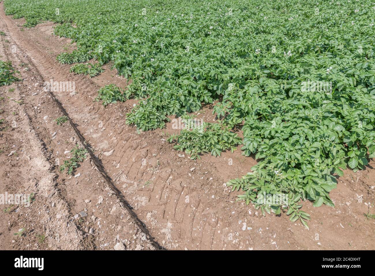 Edge of a potato crop / potato field edge in UK. For UK potato growers