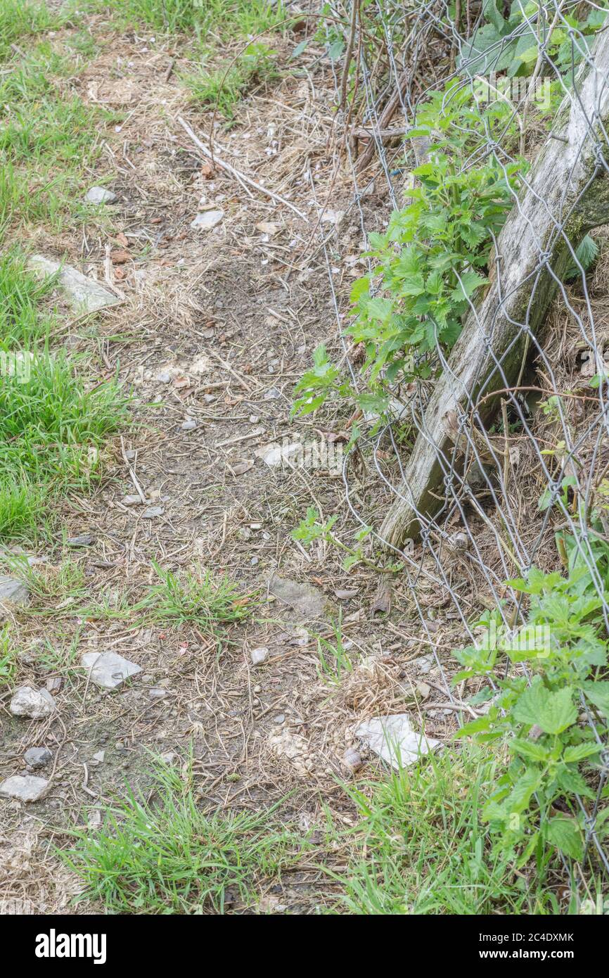 Hedgeline of field with metal mesh fencing and wooden fence post