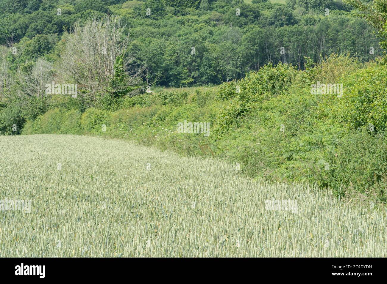 Hedgeline / boundary line of green UK wheat field. Metaphor farming & agriculture UK, boundaries, hedge lines, UK food supply, wheat crop 2020. Stock Photo
