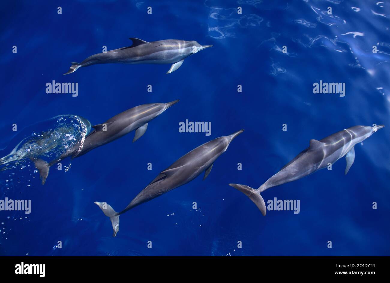 School of wild Spinner dolphins under water in the Atlantic ocean. Fernando de Noronha, Pernambuco, Brazil. Bio-reseve and UNESCO World Heritage site. Stock Photo