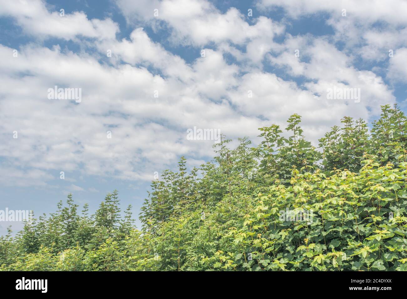Tall Cornish hedgeline / boundary line with blue sky and fluffy white clouds above. Metaphor good weather, boundaries, hedge lines, Cornwall hedge. Stock Photo