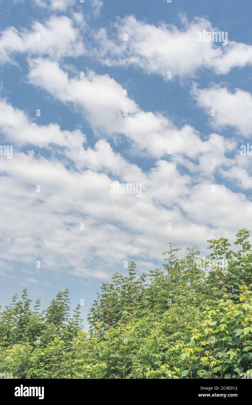 Tall Cornish hedgeline / boundary line with blue sky and fluffy white clouds above. Metaphor good weather, boundaries, hedge lines, Cornwall hedge. Stock Photo