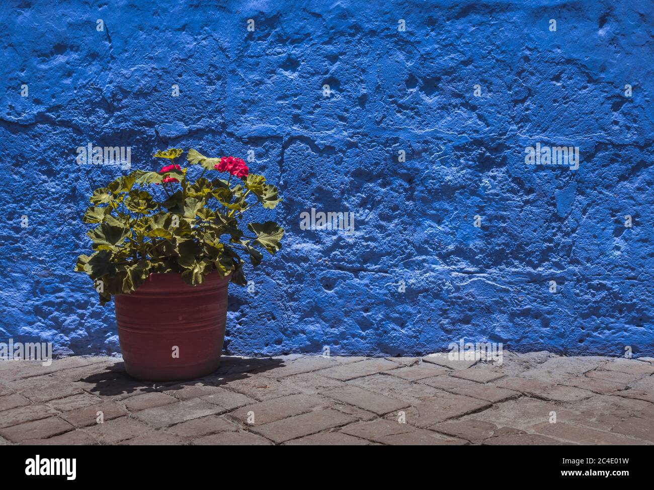 Garden geranium plant in pot with grunge blue concrete wall in the background Stock Photo