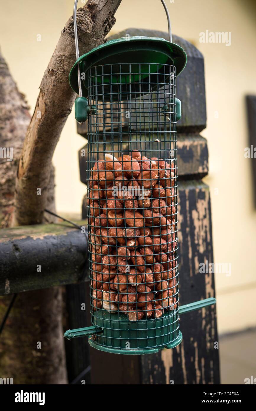 Nut bird feeder hanging in the garden Stock Photo