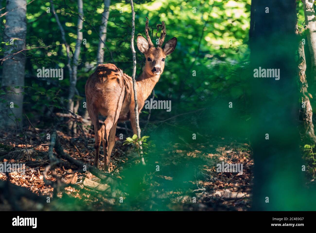 Male roe deer buck (Capreolus capreolus) fraying velvet Stock Photo