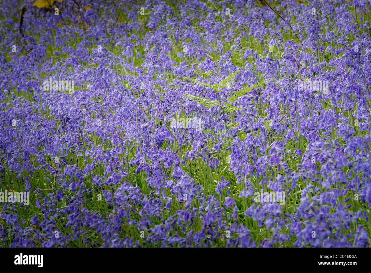 A carpet of Blue bells in Woodland Gardens Carmarthenshire Wales Stock Photo
