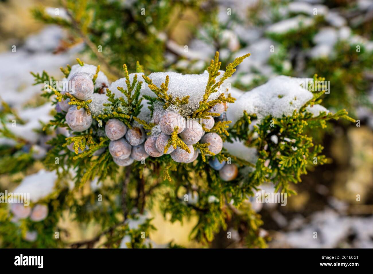 Juniper. Juniper branches and cones under snow and ice, illuminated by sunlight. Winter time. juniper berries under snow. The concept of calmness Stock Photo