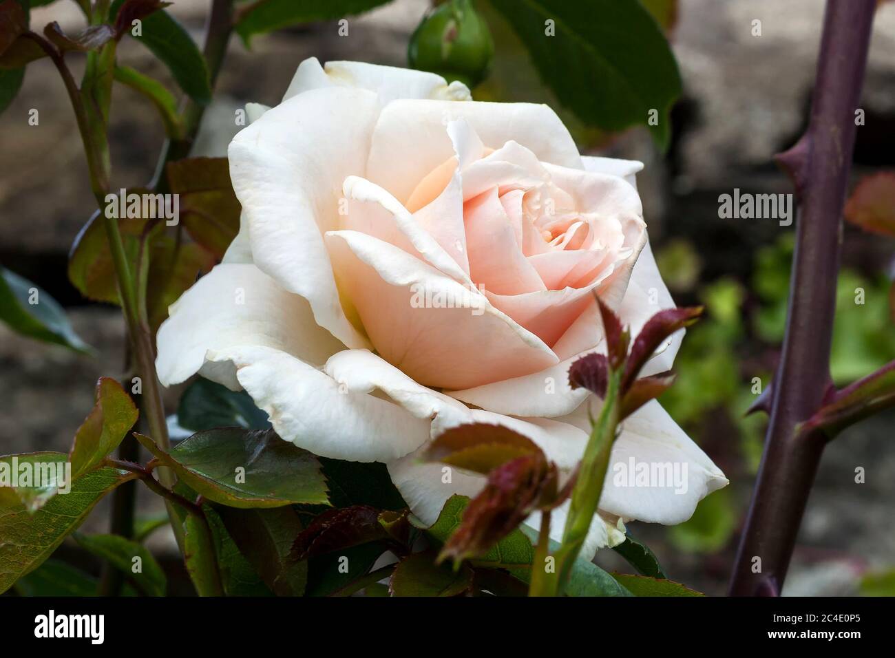 Penny lane rose hi-res stock photography and images - Alamy